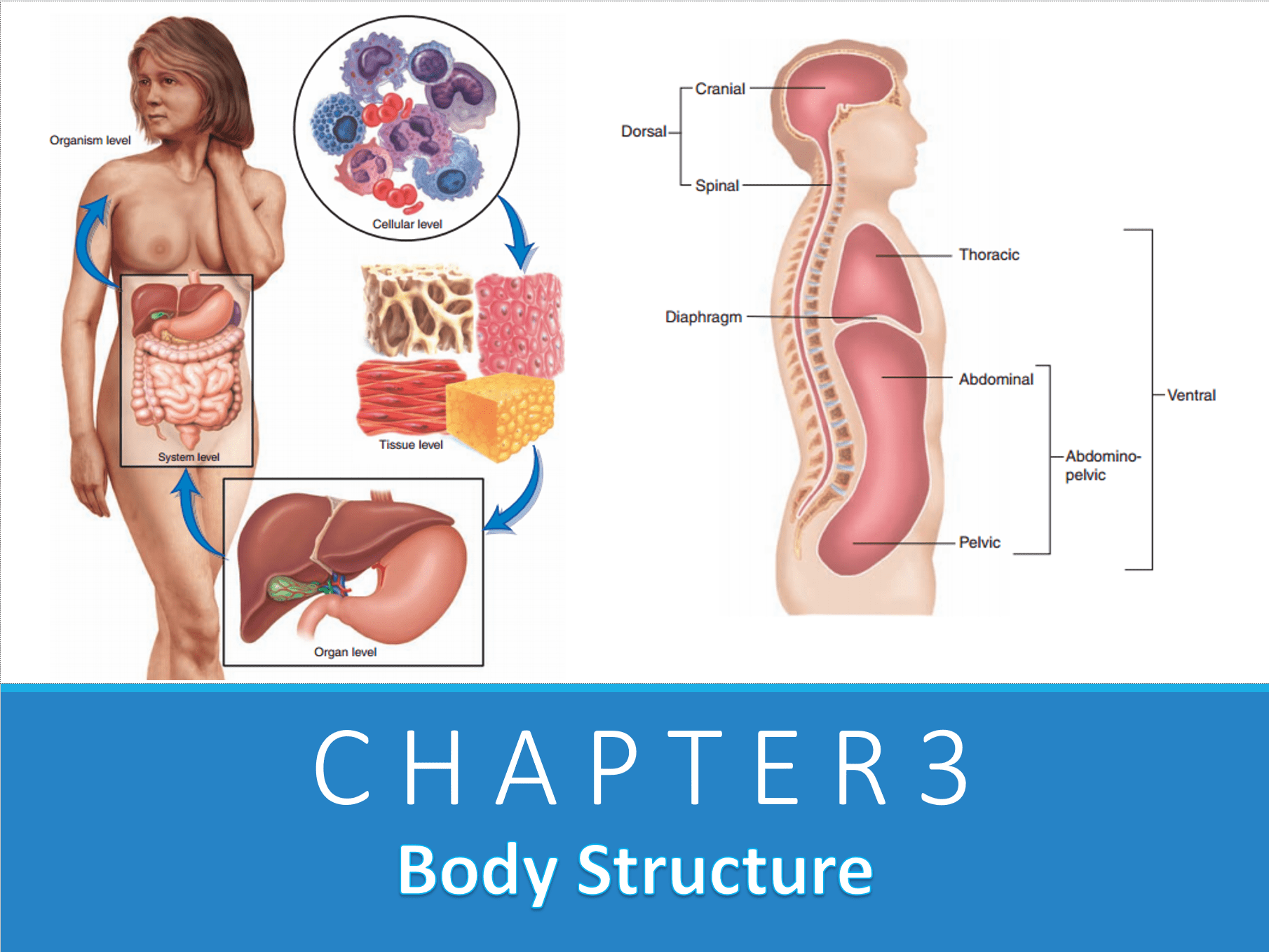 Chapter 3 – Body Structure