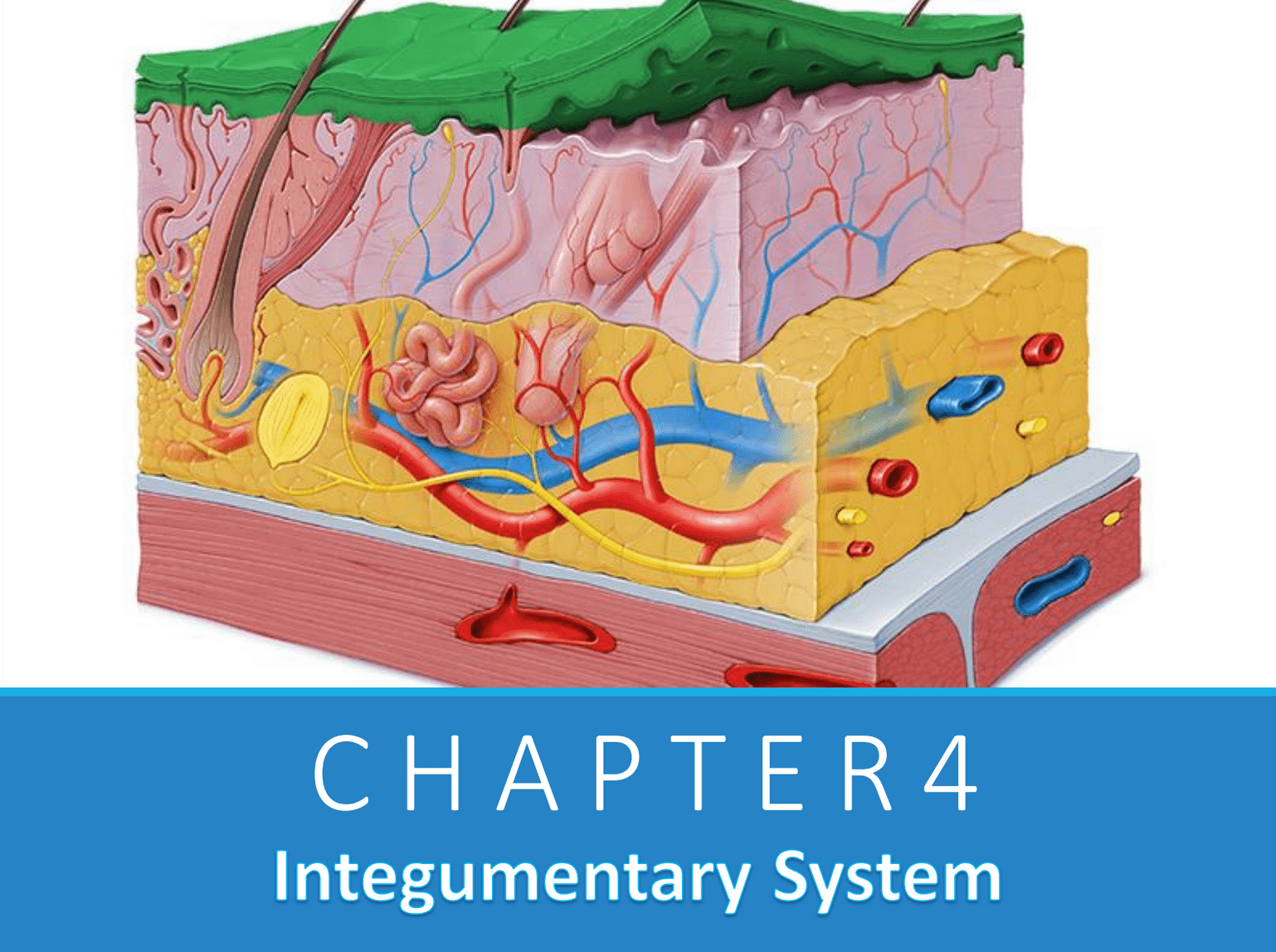 Chapter 4: Integumentary system