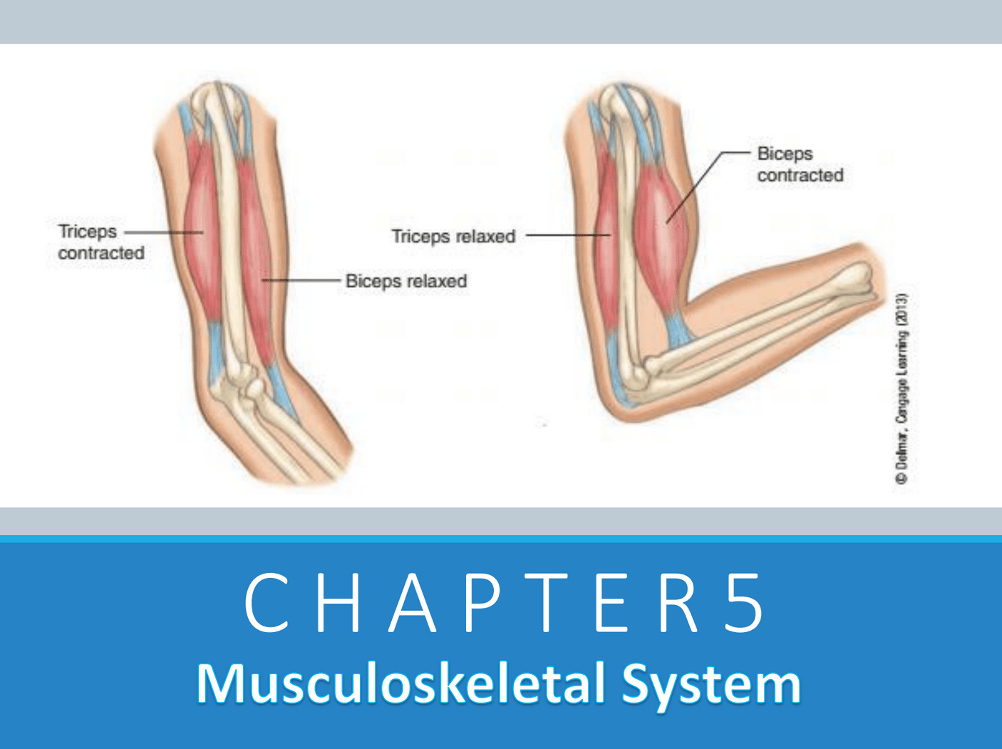 Chapter 5: Musculoskeletal System
