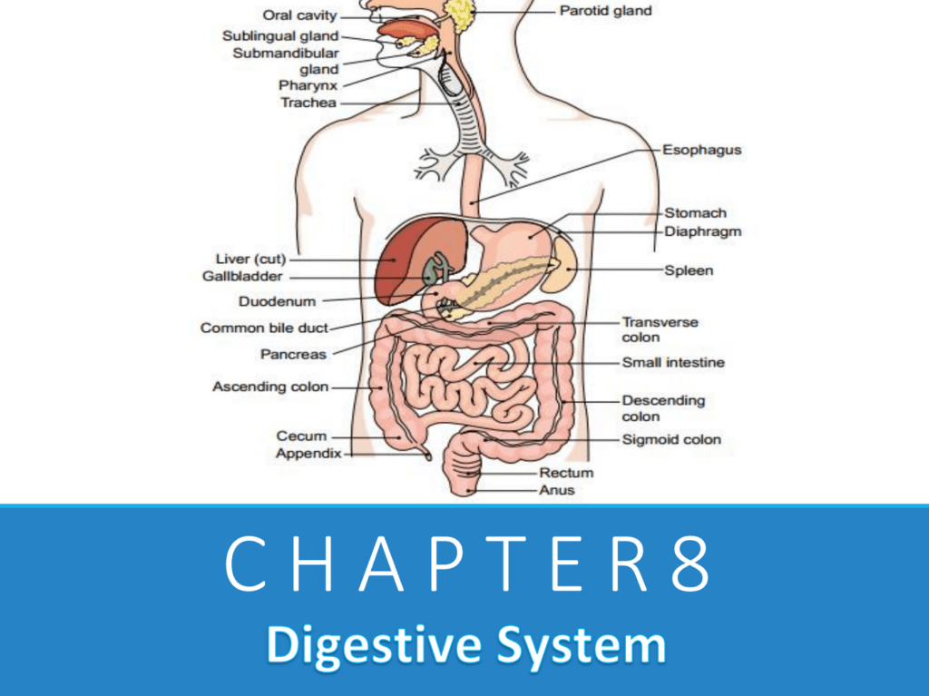 Chapter 8: Digestive System