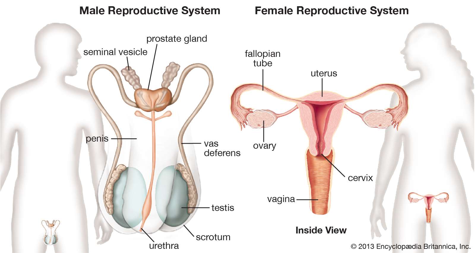 Chapter 9 & 10: Female and Male Reproductive System