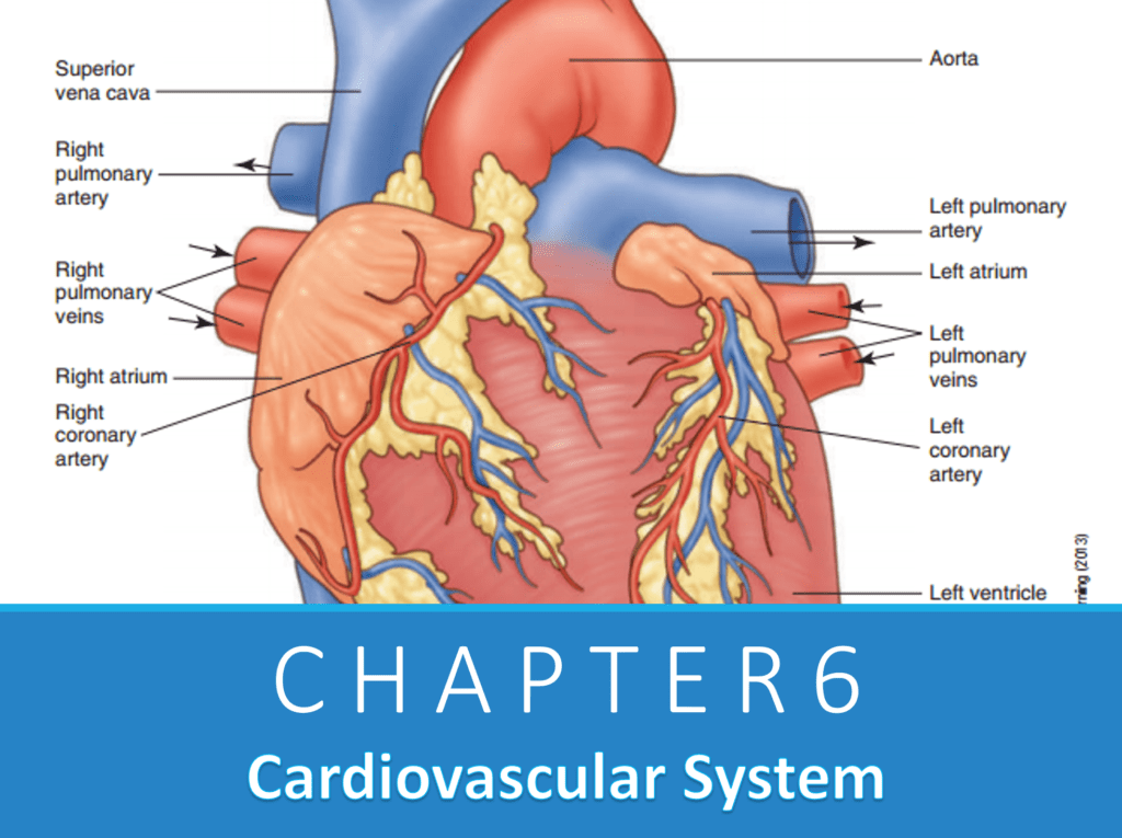 Chapter 6: Hệ tim mạch