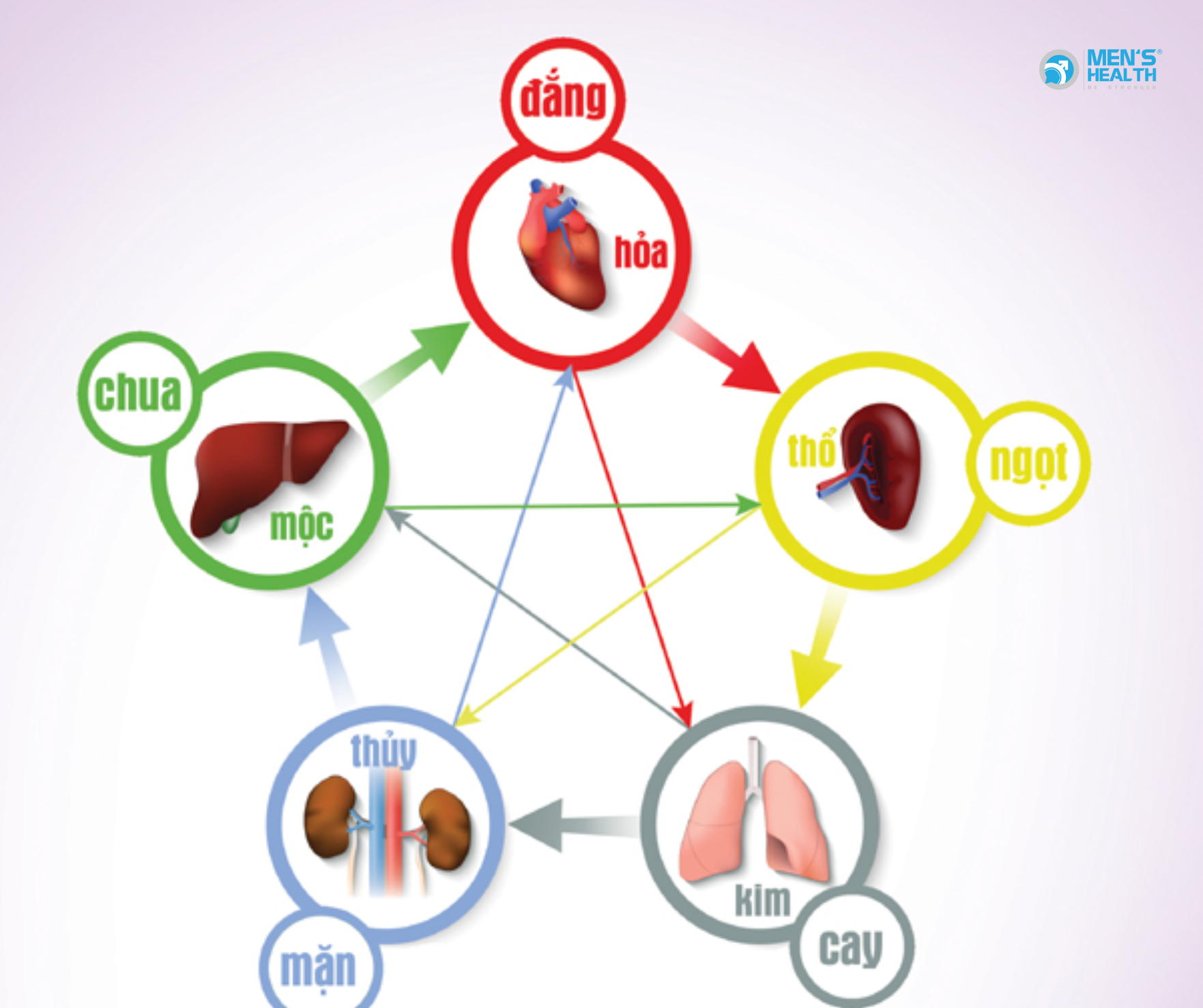 Phủ Bàng Quang Trong Y Học Cổ Truyền