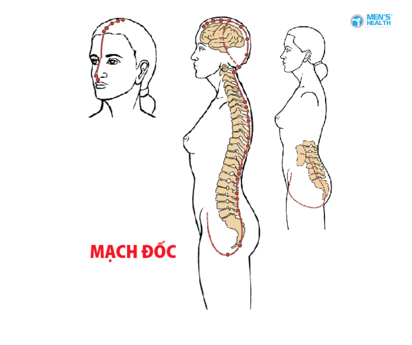 Mạch Đốc Trong Hệ Thống Kinh Lạc Của Y Học Cổ Truyền