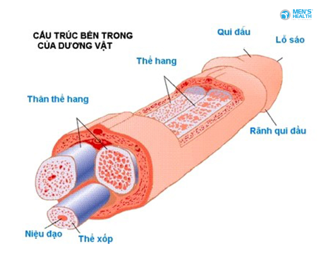 Hình Thái Học Dương Vật: Cấu Trúc và Chức Năng