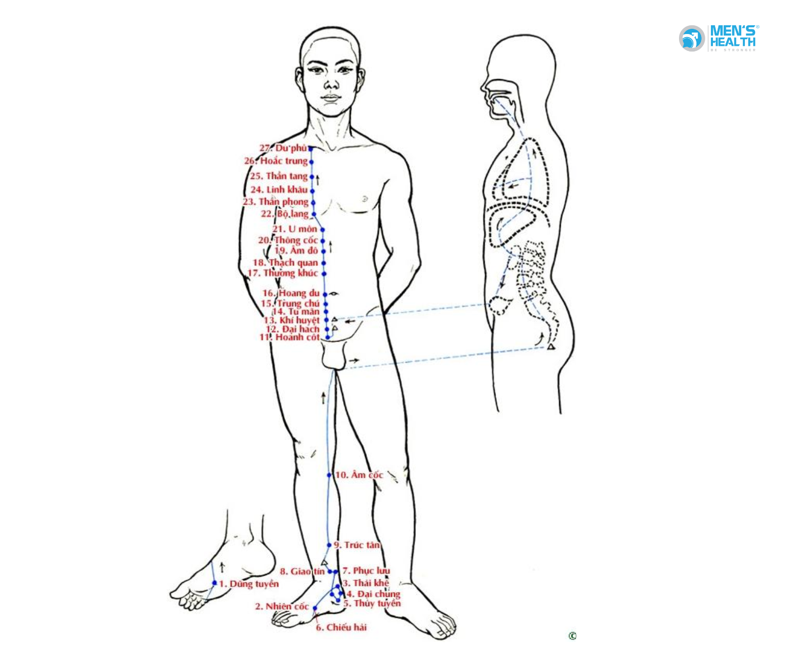 Các Kinh Mạch Trong Y Học Cổ Truyền Giúp Điều Trị Sinh Lý Nam Giới