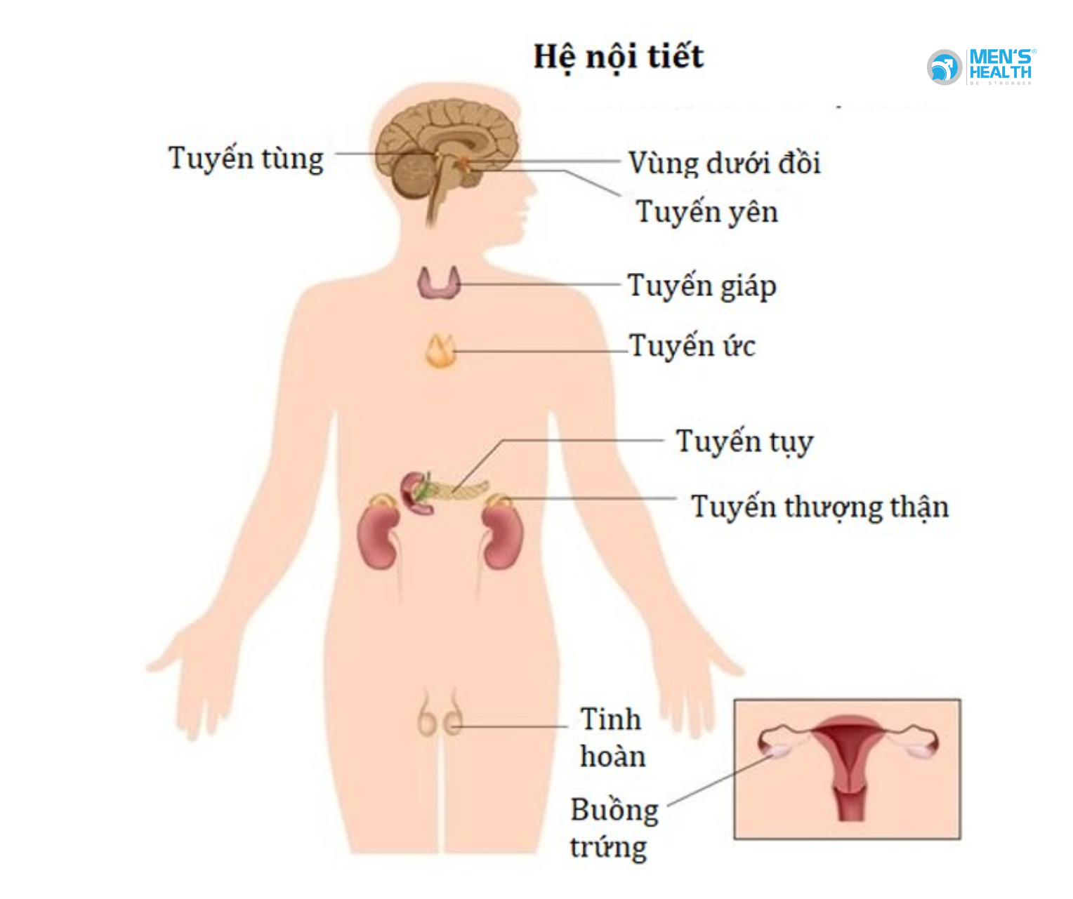 Tương Quan Giữa Tuyến Thượng Thận Và Nội Tiết Sinh Dục