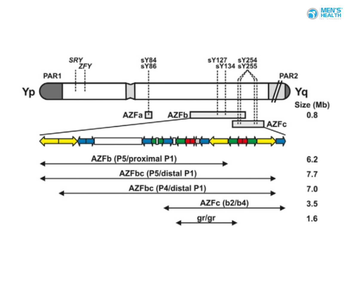 Vi Mất Đoạn AZFa (AZFa Microdeletion): Nguyên Nhân, Tác Động Và Giải Pháp