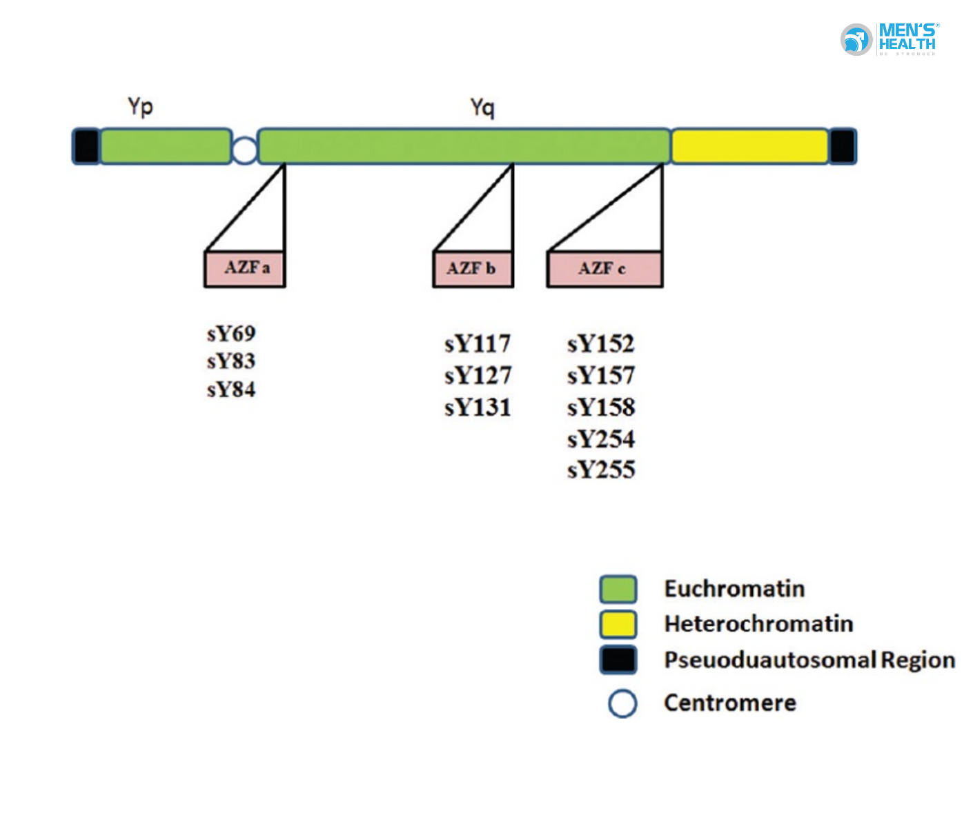 Vi Mất Đoạn AZFb (AZFb Microdeletion)