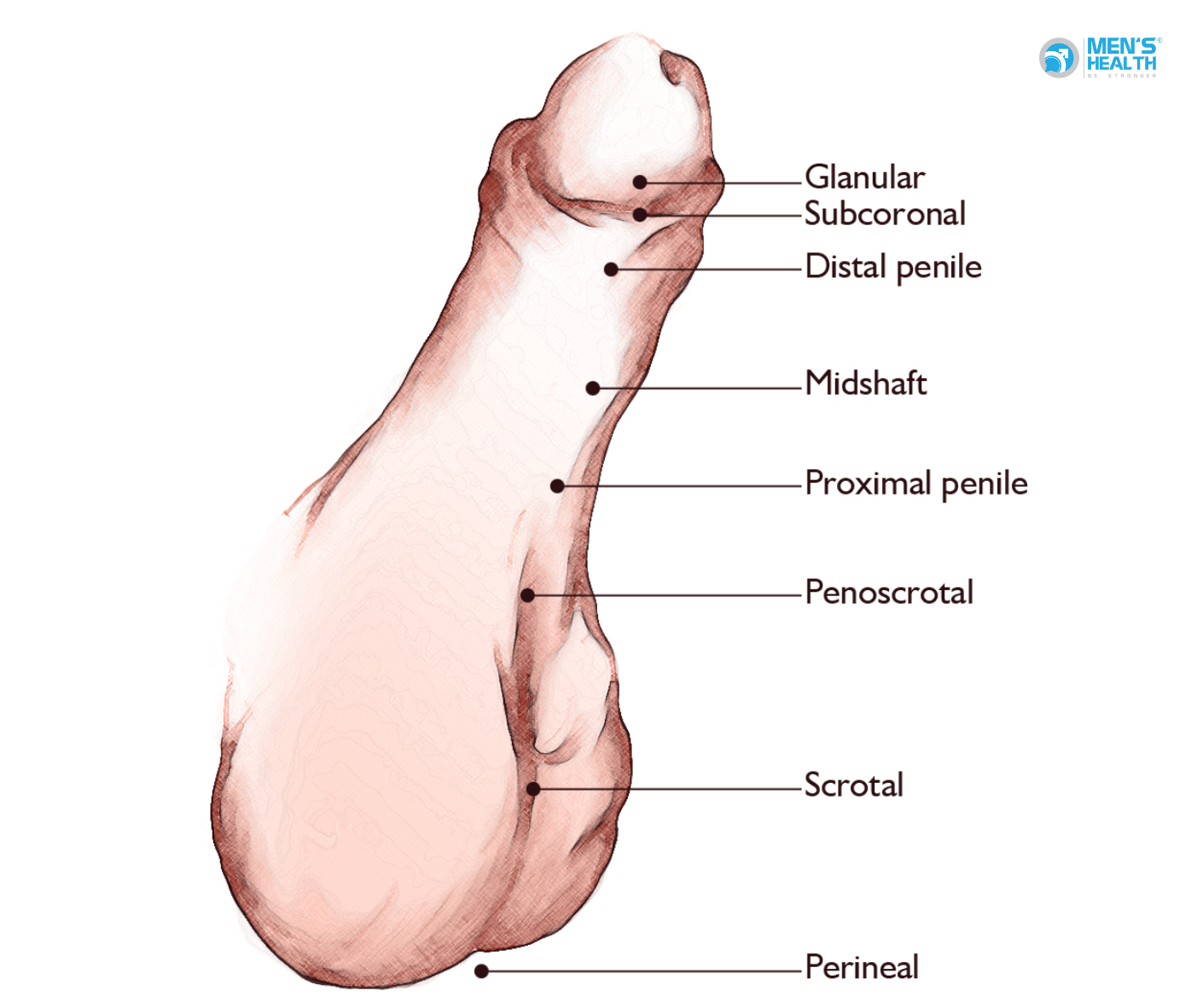 Các Thể Lỗ Đái Lệch Thấp Khác (Other Hypospadias – Q54.8): Khám Phá Những Dạng Hiếm Gặp