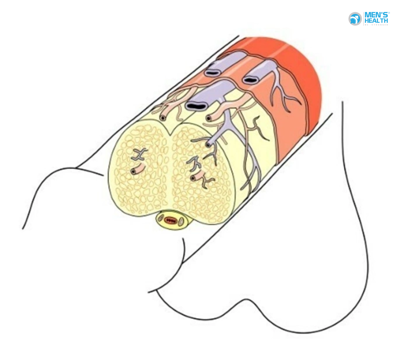Cương Đau Dương Vật Kéo Dài (N48.3 – Priapism)