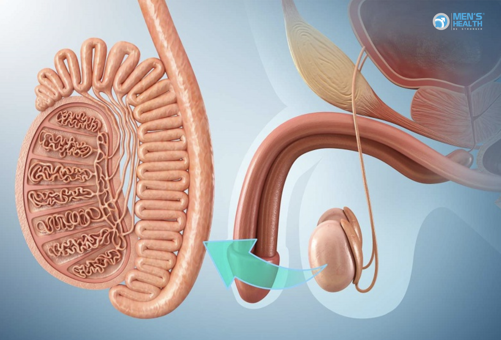 Cường Năng Tinh Hoàn (Testicular Hyperfunction – E29.0)