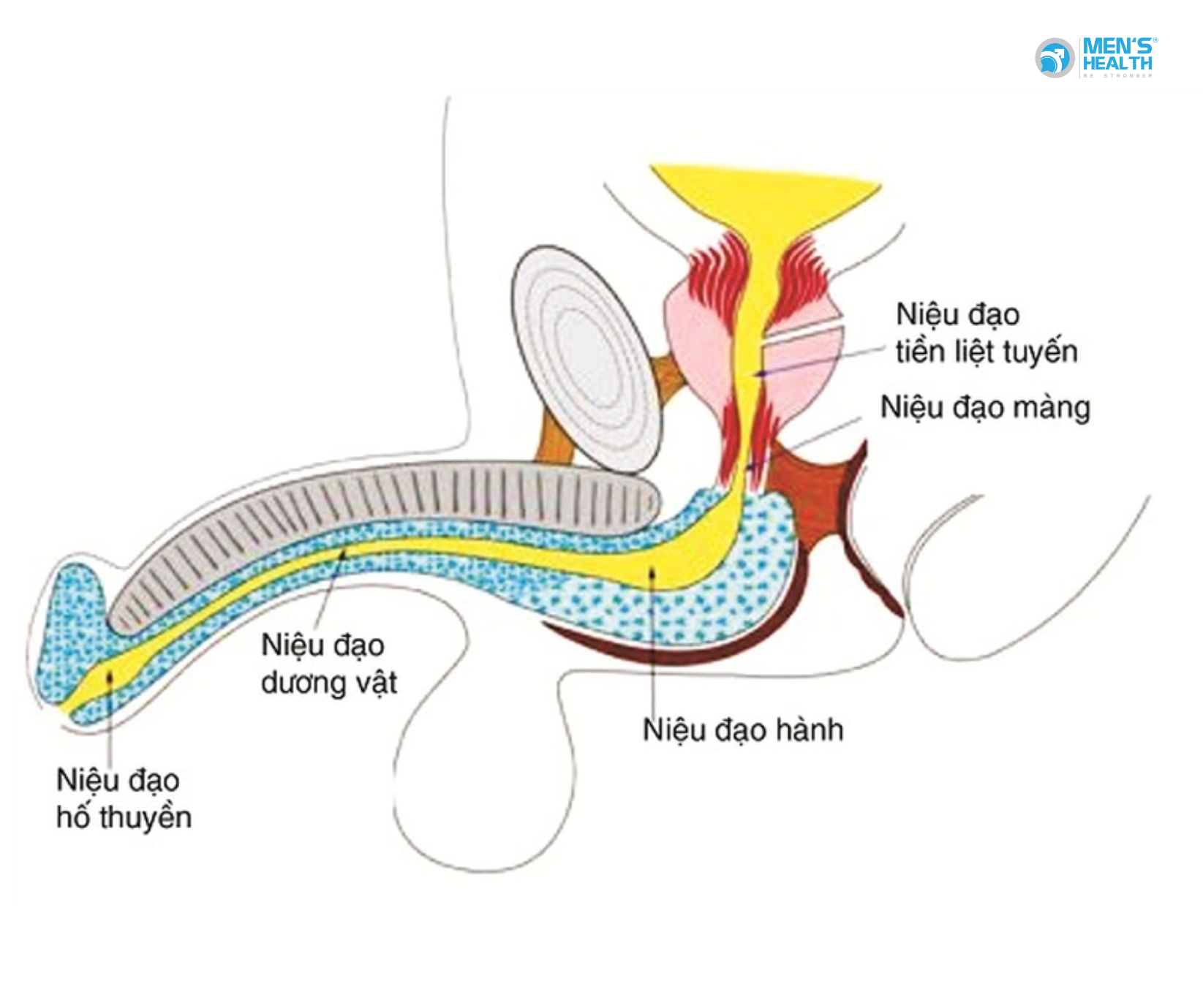 U Lành Của Cơ Quan Sinh Dục Nam Khác (Benign Neoplasm Of Other Male Genital Organs – D29.7)