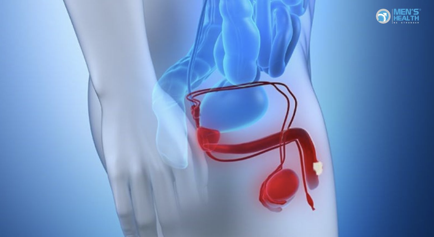 U Ác Với Tổn Thương Chồng Lấn Của Cơ Quan Sinh Dục Nam (Malignant Neoplasm: Overlapping Lesion Of Male Genital Organs – C63.8)