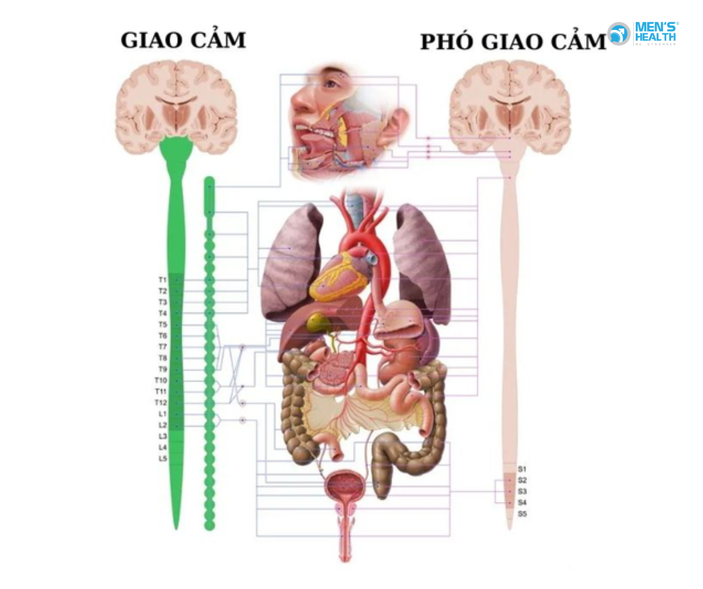 Cắt Dây Thần Kinh Giao Cảm Có Cải Thiện Được Xuất Tinh Sớm?