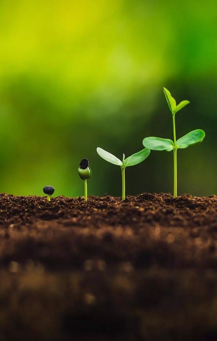 Hạt Mầm Của Sự Tự Nhận Thức