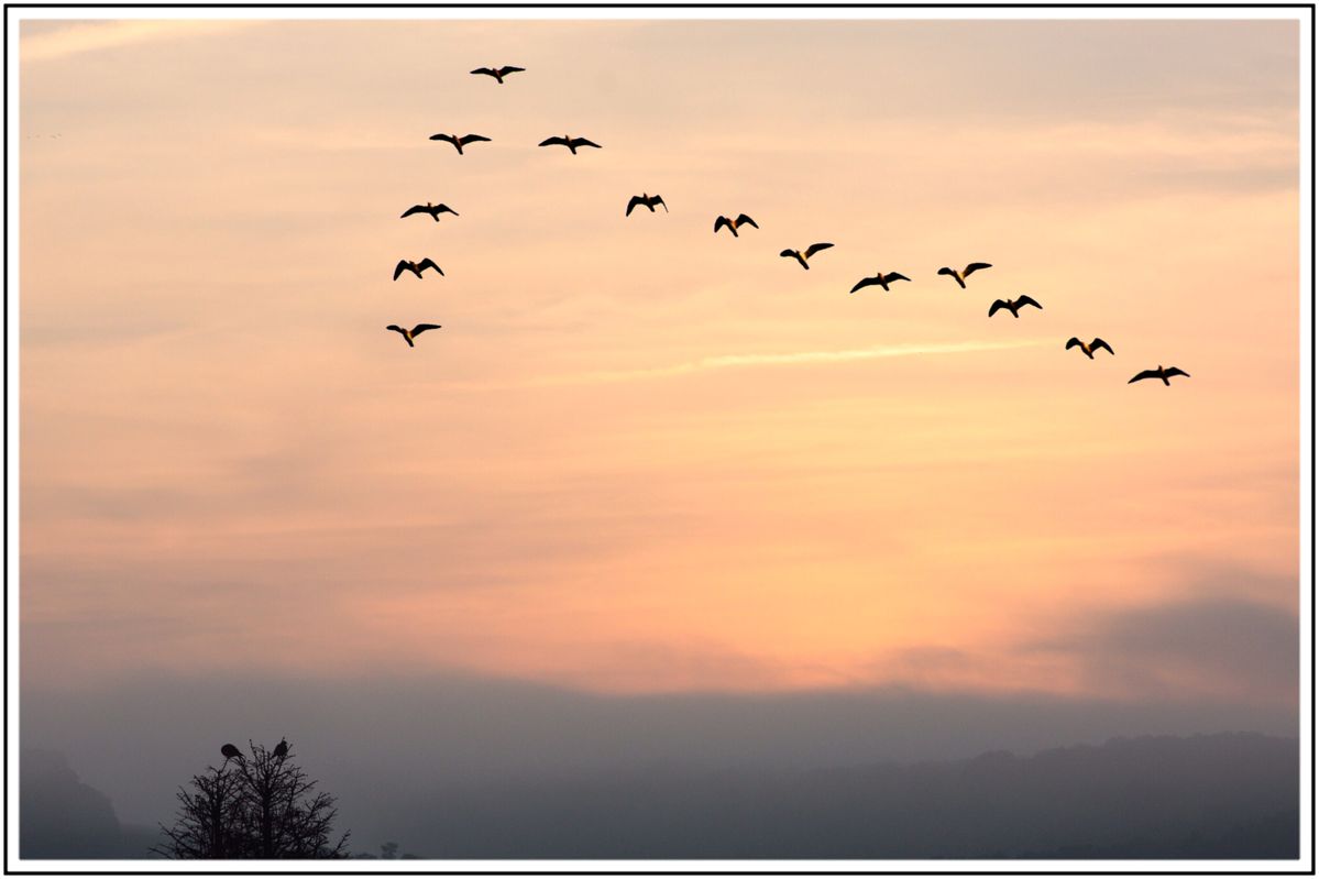 Tự Do Thực Sự…