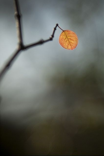 Hiểu Cuộc Sống Là Hiểu Chính Mình….